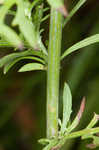 Spotted knapweed